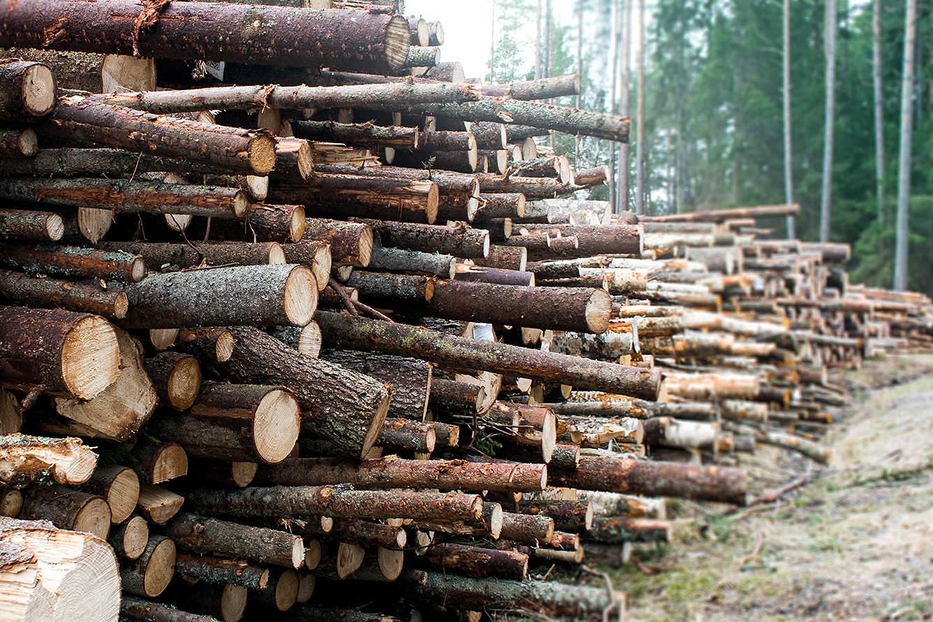 Fällda stammar efter trädfälling utfört av Svensk Arboristtjänst