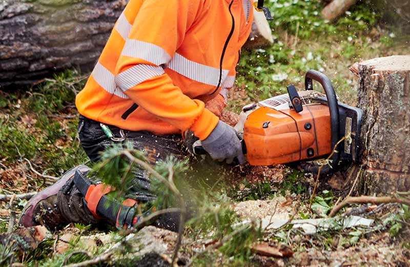 Arborist för trädfällning