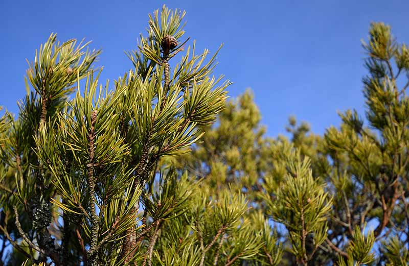 Arborist för trädvård