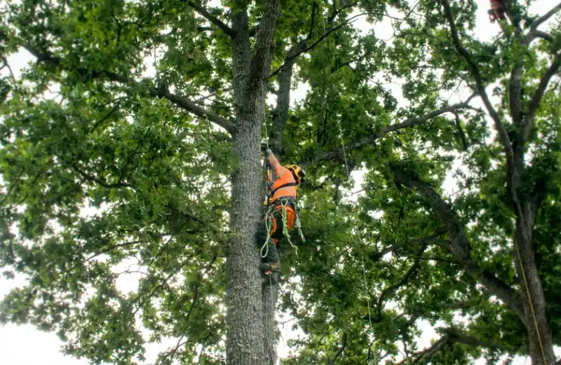 Arborist klättra upp i ett träd