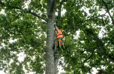 Arborist i ett träd