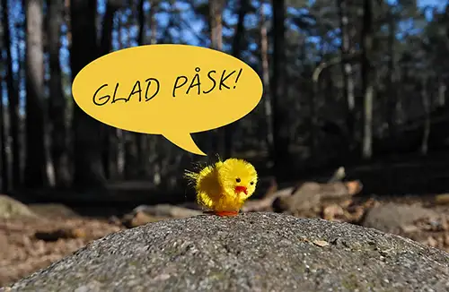 påskkyckling i skogen önskar glad påsk