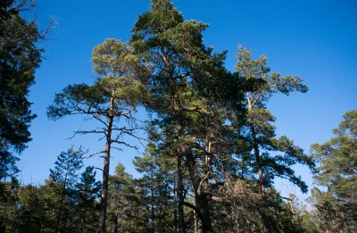 Träd i en skog