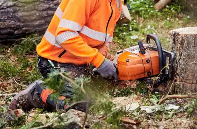 arborist utför trädfällning i skogen