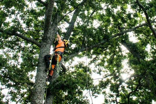 Arborist i ett träd