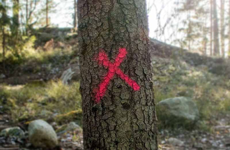 Träd i skog märkt med rött X