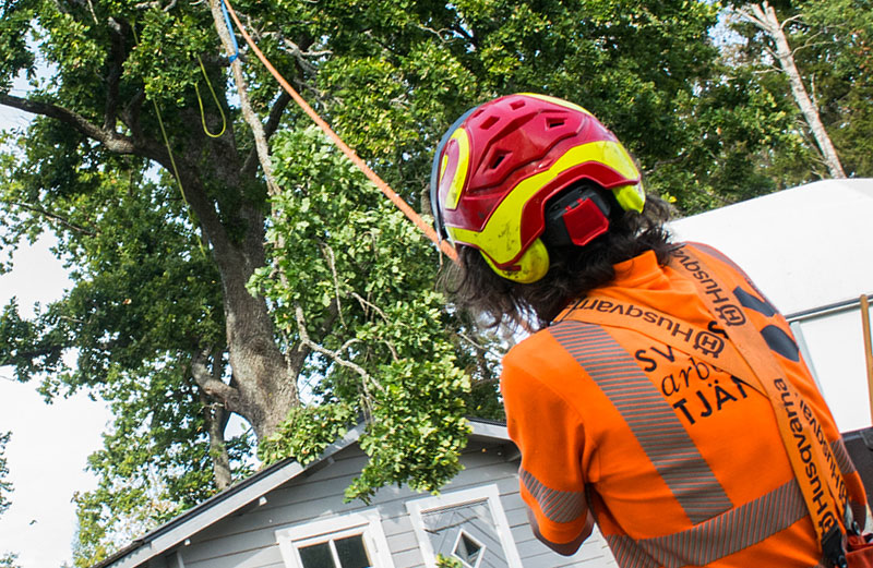 Arborist utför trädbeskärning av ett träd