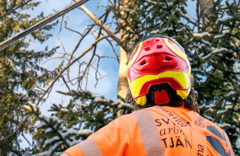 arborist i vintertid