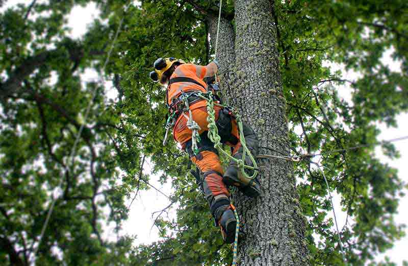 Arborist utför trädvård i ett träd