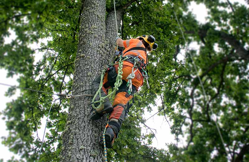 Arborist utför trädklättring