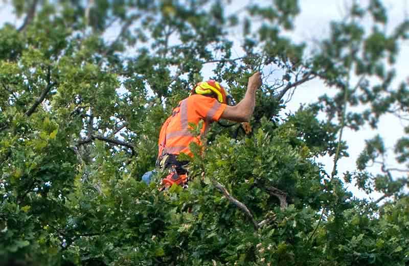arborist