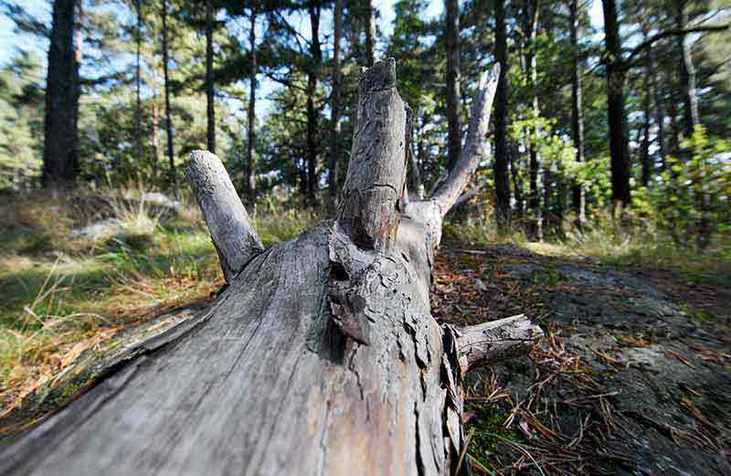 Trädstam liggande i skogen efter en trädfällning