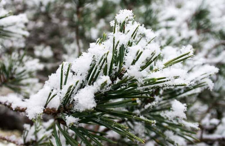 Snö på grenar på ett träd
