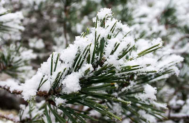 Snö på grenar på ett träd