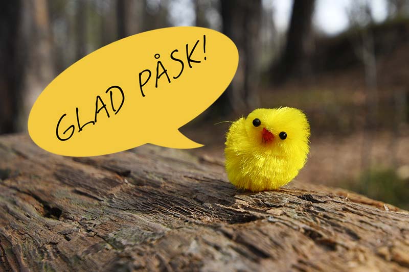 Glad Påsk önskar en påskkyckling i skogen
