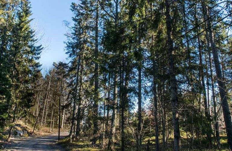 enskild väg i skogen