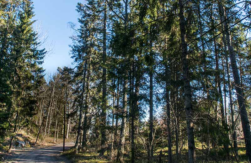 enskild väg i skogen