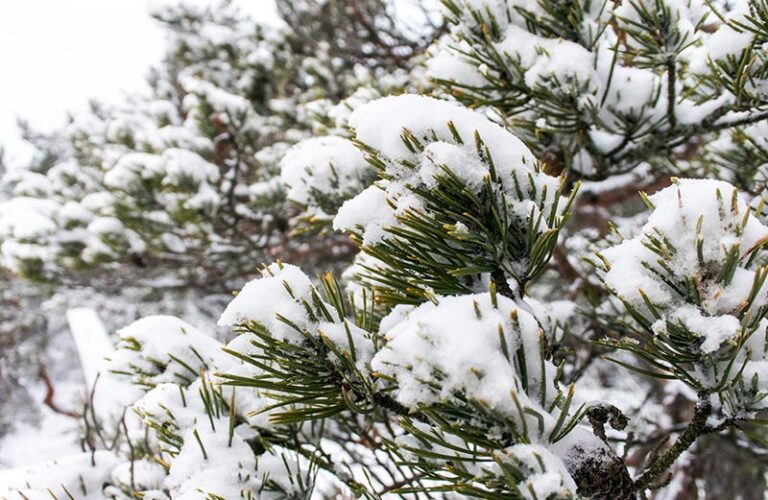 Snö på grenar