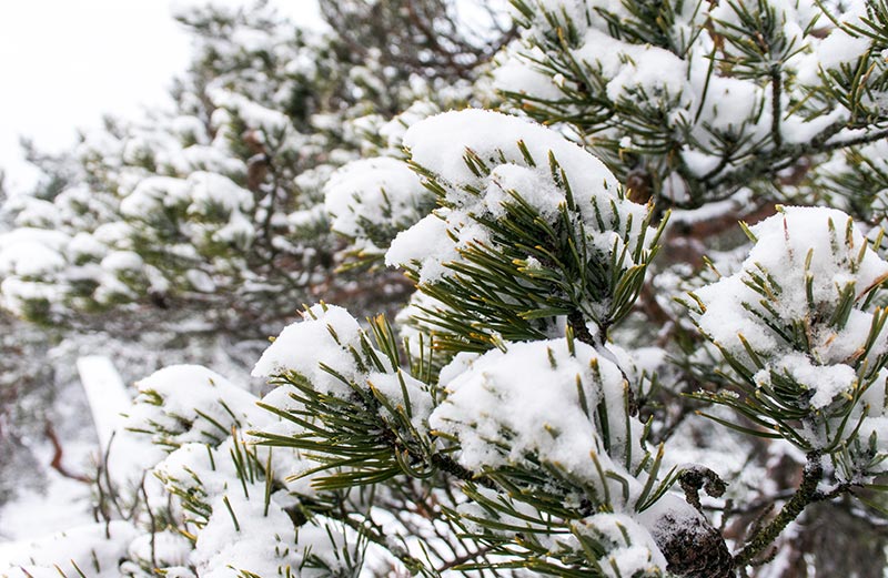 Snö på grenar