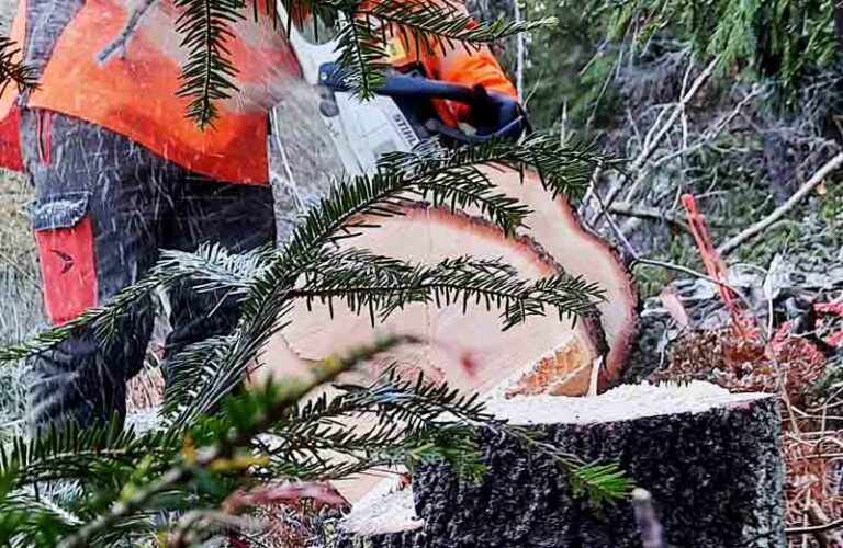 arborist utför trädbeskärning